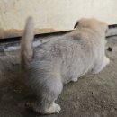 이쁜 댕댕이 Daum카페