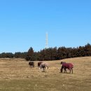 사랑목장 | 제주서쪽가볼만한곳 입장료 무료인 성이시돌목장 우유부단 카페 내돈내산 후기