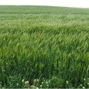 보리밭 노래비 이미지