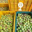 매실농장 이미지