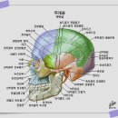 후두골 (해부학) [後頭骨, occipital bone] 이미지
