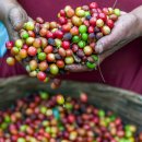 가향농장 이미지