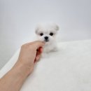Mr.독 이미지