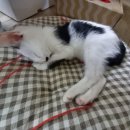 나도 고양이 생겼다 이미지