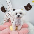 bbodog(뽀독) 네이버블로그