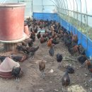 종수농장 이미지