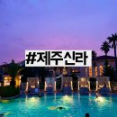 제주신라호텔 스탠다드 가든뷰/야외 어덜트풀 소소한후기