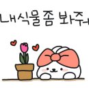 플렌케