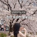 씨유천안원성제일점 | 천안 벚꽃 원성천 실시간 개화 현황 현지인 추천 명소 후기