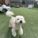 허그독 | 애견 유치원 허그독 사회화 교육 후기 자유로운 마당에서 배우는 시간