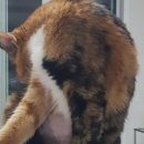 백호동물병원 | (글 써서 다시 재업) 고양이 다이어트 계획