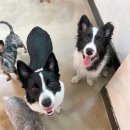 개꼬신내 이미지