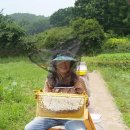 꿀벌농장 이미지