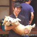 강아지총총 이미지