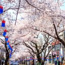 제주 왕벚꽃축제 후기 벚꽃은 화려했지만 식중독과 바가지요금은 아쉬웠던 이유