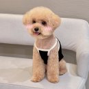 어반퍼피 이미지