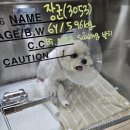 안산 반함동물의료센터 | 말티즈 슬개골탈구수술 1일차~75일차 치료일지 초지동반함동물병원