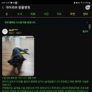 곤지암 동물병원 | 곤지암동물병원 , 슬개골탈구수술 공략법