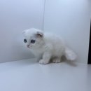 도그마루 강아지고양이 인천논현점 | [인천남동구/논현동] &#34;도그마루 강아지고양이 인천논현점&#34; 인천강아지분양