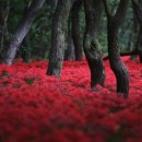 선운사꽃무릇 이미지