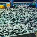 뜨거워진 동해, 이제는 난류성 어종의 천국 이미지