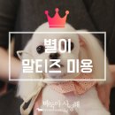 바둑아 사랑해 이미지