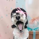 슈멍드아 이미지