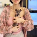 창원강아지분양 헬스독 애견입양 말티푸들포메라니안미니비숑 | 초보 견주를 위한 강아지 분양후기 입양부터 관리까지