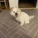 에이프릴펫 이미지