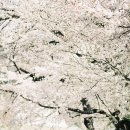봄날, 벚꽃 이미지