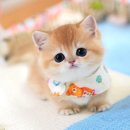 캣프렌즈 | 먼치킨고양이분양 캣프렌즈 직접 다녀온 솔직후기 냄새 없는 쾌적함에 반했어요