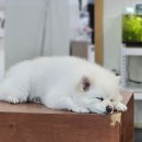 양코치 애견카페 이미지