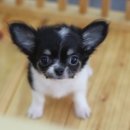 제주헬로우펫 이미지