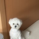 계산동물병원 | [웨스턴 동물병원] 24시간 응급실 운영하는 동물병원 내돈내산 후기