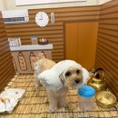 강아지랑 | 휴일도 부산점 반려동물 동반 찜질방 후기｜강아지랑 힐링