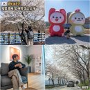 죽전리 | 충북 보은 가볼만한곳 벚꽃길 축제 실시간 여행 코스