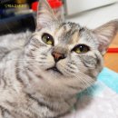 앵두동물약국 이미지