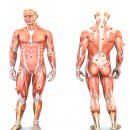 근막통증증후군(Myofascial Pain Syndrome) 이미지