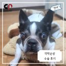 쿨펫동물병원 | 강아지 각막손상 치료 후기 - 안구 적출 위기에서 완치까지 | 쿨펫 동물병원 킨텍스로점