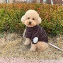 코디애견샾 이미지