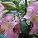 용추폭포가든민박 이미지