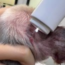 우리아이동물메디컬센터 | 부천 동물병원 원종동 24시 아이동물메디컬센터 강아지 피부병 플라즈마 치료 + 강아지 호텔