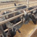 마이산농장 이미지