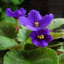 1월 19일의 꽃은 '아프리칸바이올렛(African violet) 이미지