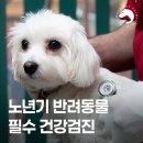 인천 24시 스카이동물메디컬센터 | 나이 든 반려동물, 어떤 건강검진부터 해야 할까요? | 인천스카이동물메디컬센터
