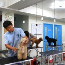 김재용애견미용학원 이미지