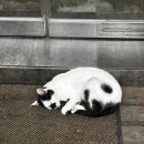 옥동상회 | 울산 옥동 중식 맛집 [짬뽕상회 울산옥동점]
