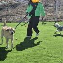 더블루네스 | 꽃지해수욕장 가까운 안면도애견펜션 더블루네스에서 반려견과의 특별한 하루