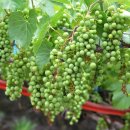 풍산농원 이미지