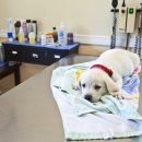 코지동물의료센터 이미지